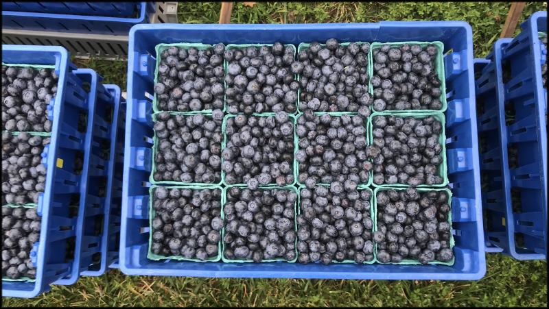 Bennett Orchards blueberries at the Historic Lewes Farmers Market.